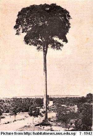 landmarks that should have stayed - changi tree
