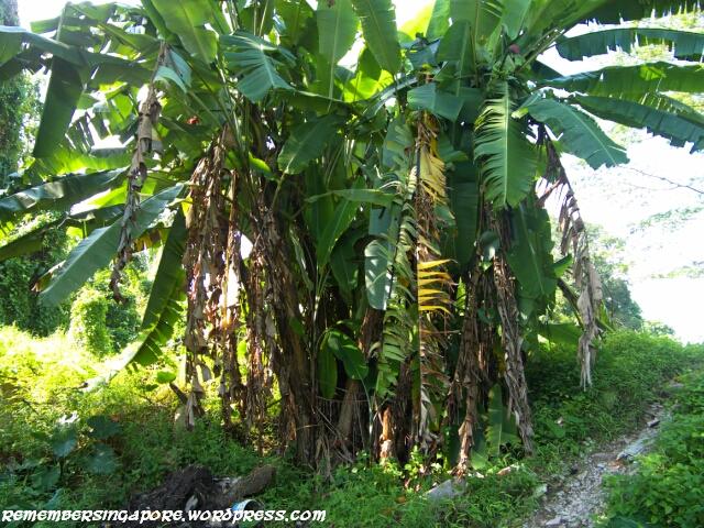 banana trees at lorong terigu