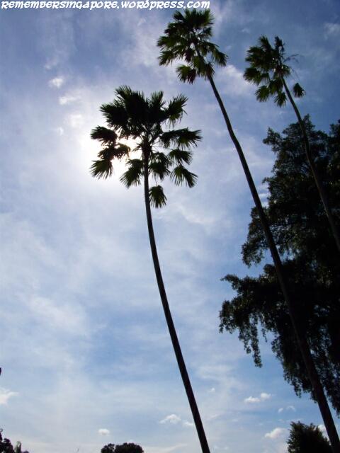 japanese cemetery park10