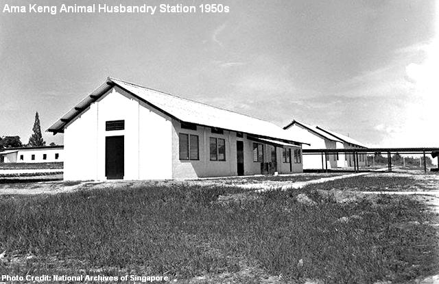 ama keng animal husbandry station 1950s