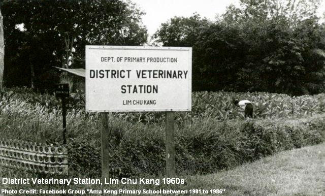 district veterinary station at lim chu kang 1960s