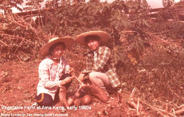 vegetable farm at ama keng early 1980s