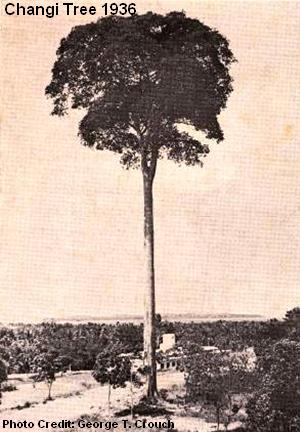 changi tree 1936