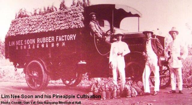 lim nee soon pineapple cultivation