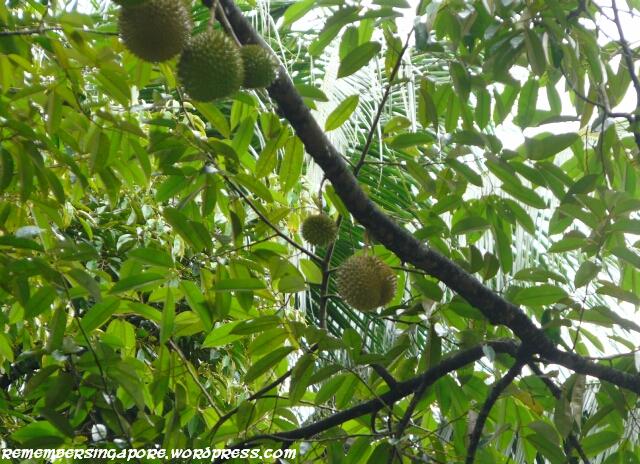 durians