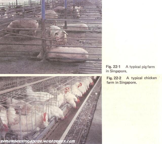 1982 singapore pig and chicken farms