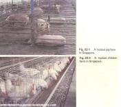 1982 singapore pig and chicken farms