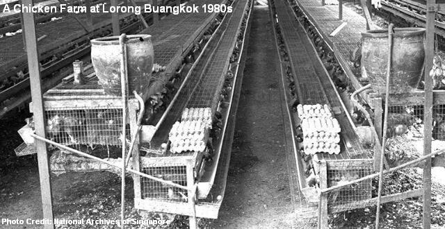 chicken farm at lorong buangkok 1980s