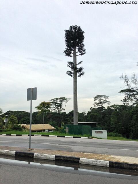 cell phone tree at old choa chu kang road1