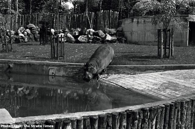 sg50 1974 singapore zoo
