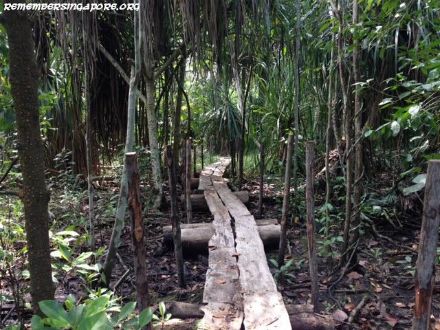 coney island mangrove