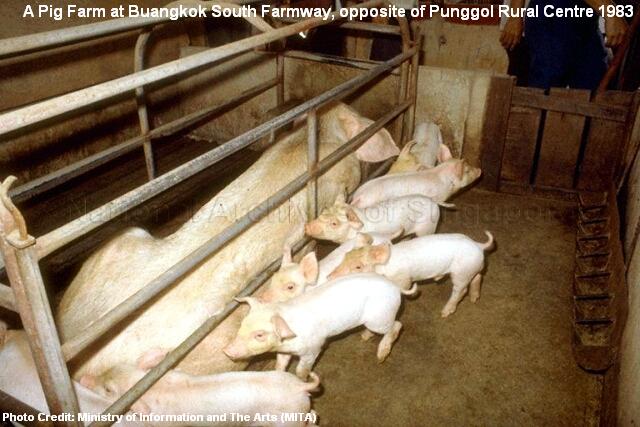 buangkok south farmway pig farm 1983