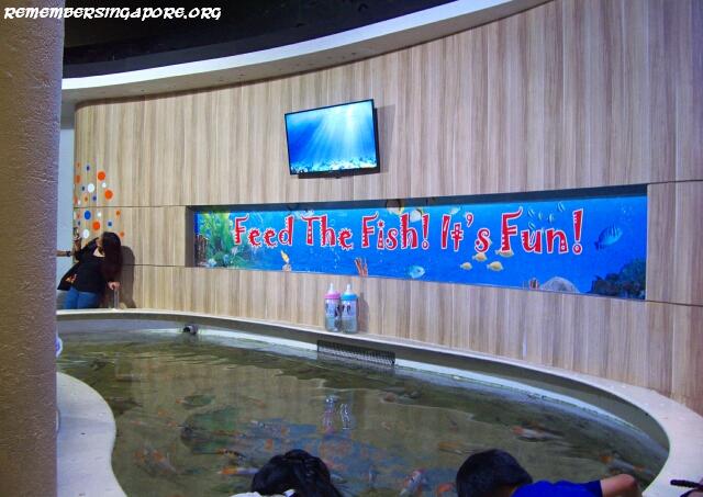 underwater world koi pond