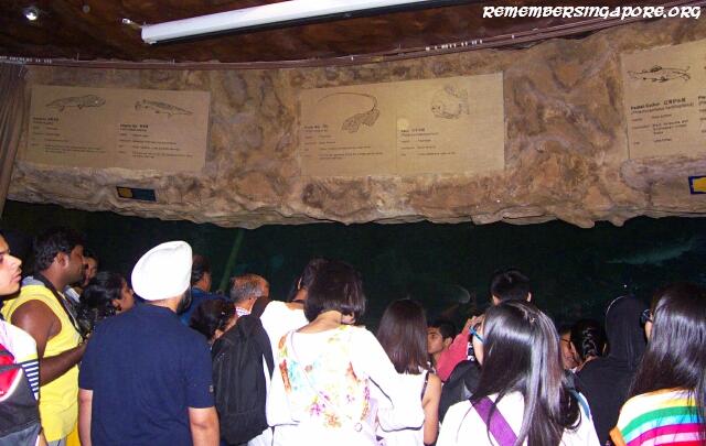 underwater world sentosa galleries1