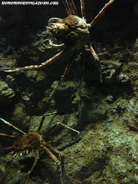 underwater world sentosa galleries3