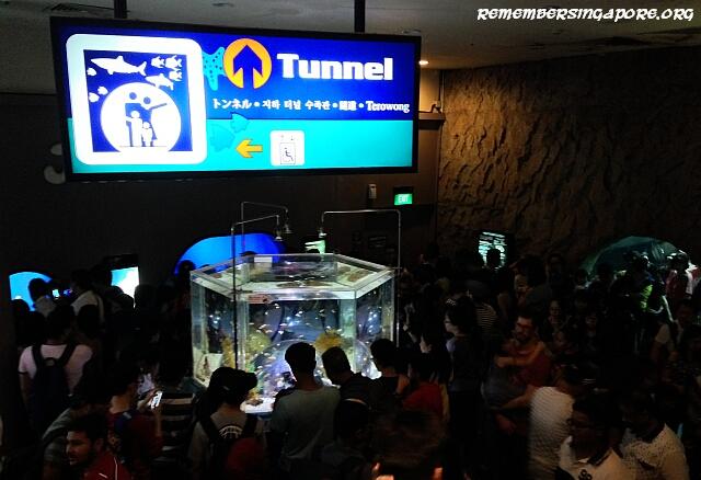 underwater world sentosa galleries4
