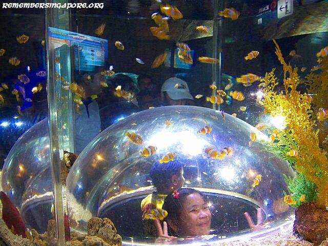 underwater world sentosa galleries5