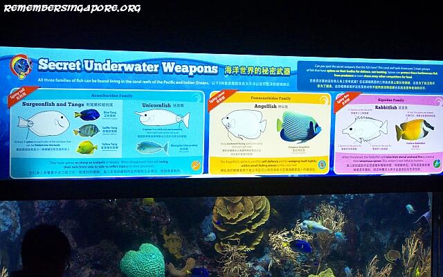 underwater world sentosa galleries6