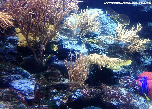 underwater world sentosa galleries7