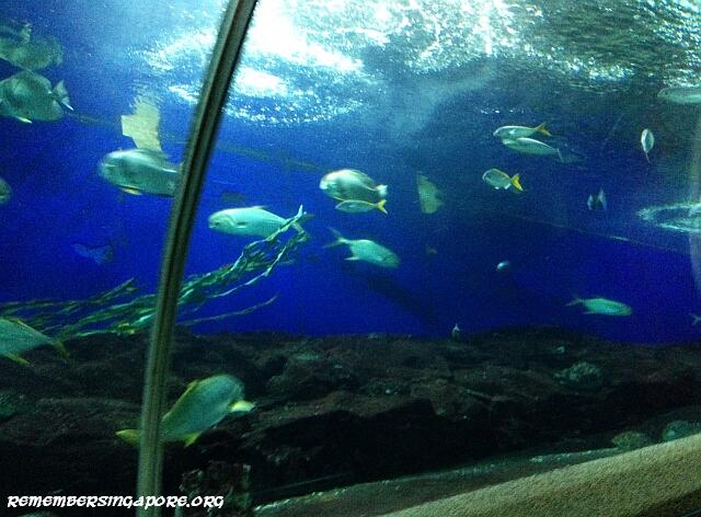 underwater world tunnel2