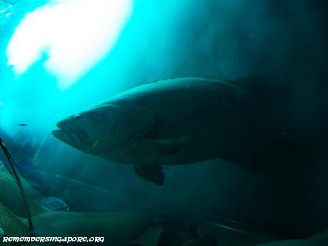 underwater world tunnel4