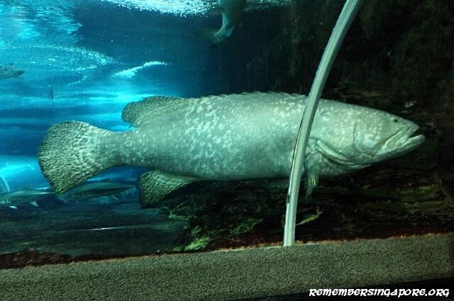 underwater world tunnel5