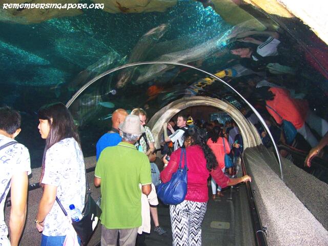 underwater world tunnel6