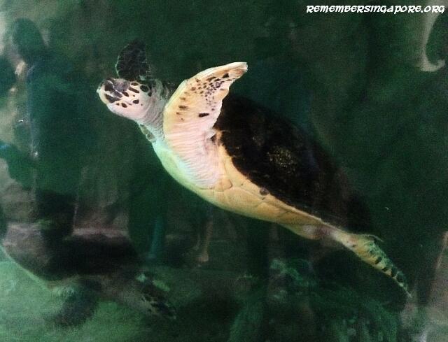 underwater world turtle viewing chamber3