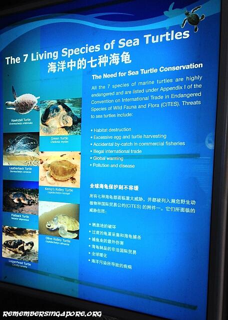 underwater world turtle viewing chamber4