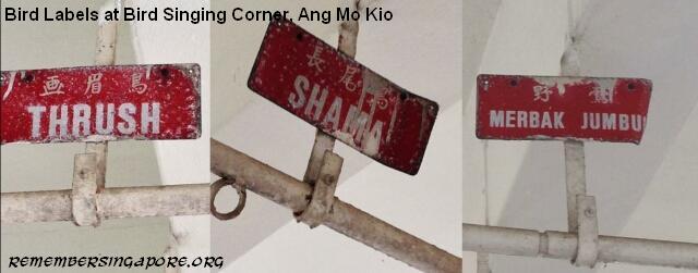 ang-mo-kio-hdb-flat-void-deck-bird-singing-corner-bird-labels