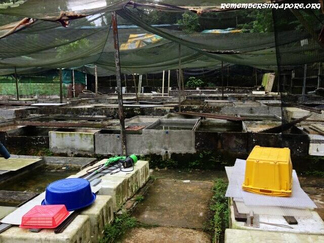 last-fish-farm-seletar-west-farmway-4-2