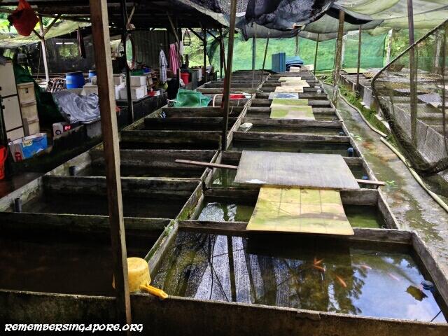 last-fish-farm-seletar-west-farmway-4-3