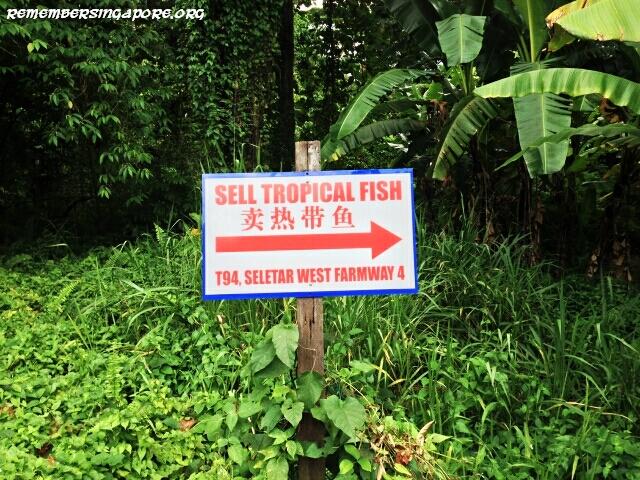 last-fish-farm-seletar-west-farmway-4-6