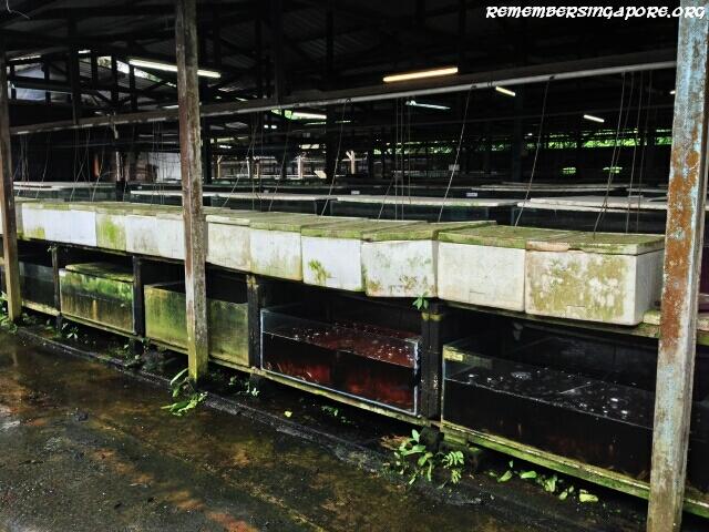 last-fish-farm-seletar-west-farmway-4-7