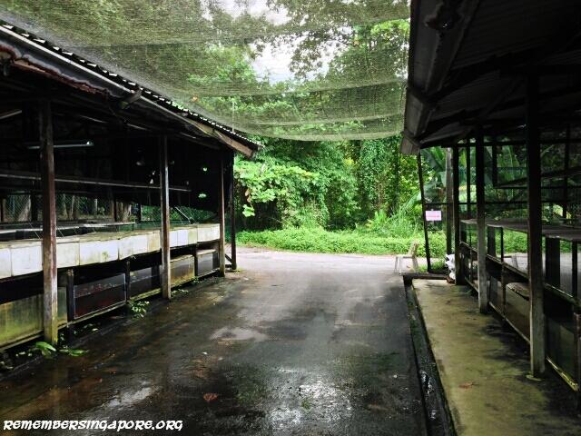 last-fish-farm-seletar-west-farmway-4-8