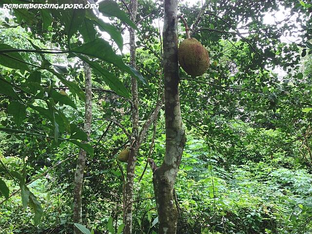 jalan-belang-village-ruins8